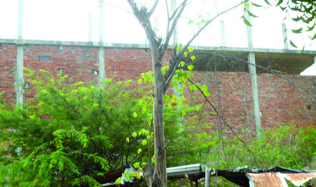 Abejas asesinas han matado chanchos y perros