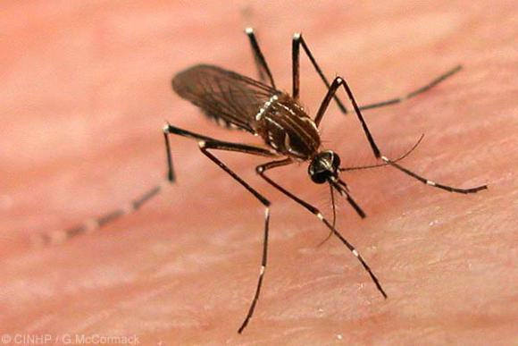 Ecuador y Cuba ampliarán proyecto para el control del dengue