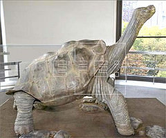 Tras Nueva York, el cuerpo disecado de la tortuga Jorge irá a museo de Quito