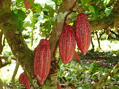 Realizaran el lanzamiento del “Circuito Turístico del Cacao”