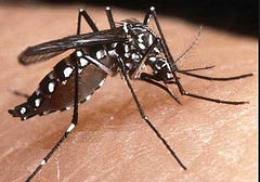 Se registran casos de Chikungunya