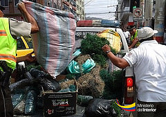 Evitar la venta de  musgos para pesebres