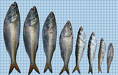 Se inició  la veda del chuhueco