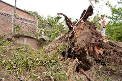 Árbol cae sobre vivienda y puso en aprieto a familias