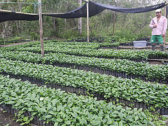 Campesinos de Junín optimista con el proyecto café