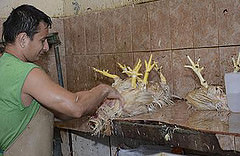 Los faenadores de aves se resisten a una reubicación