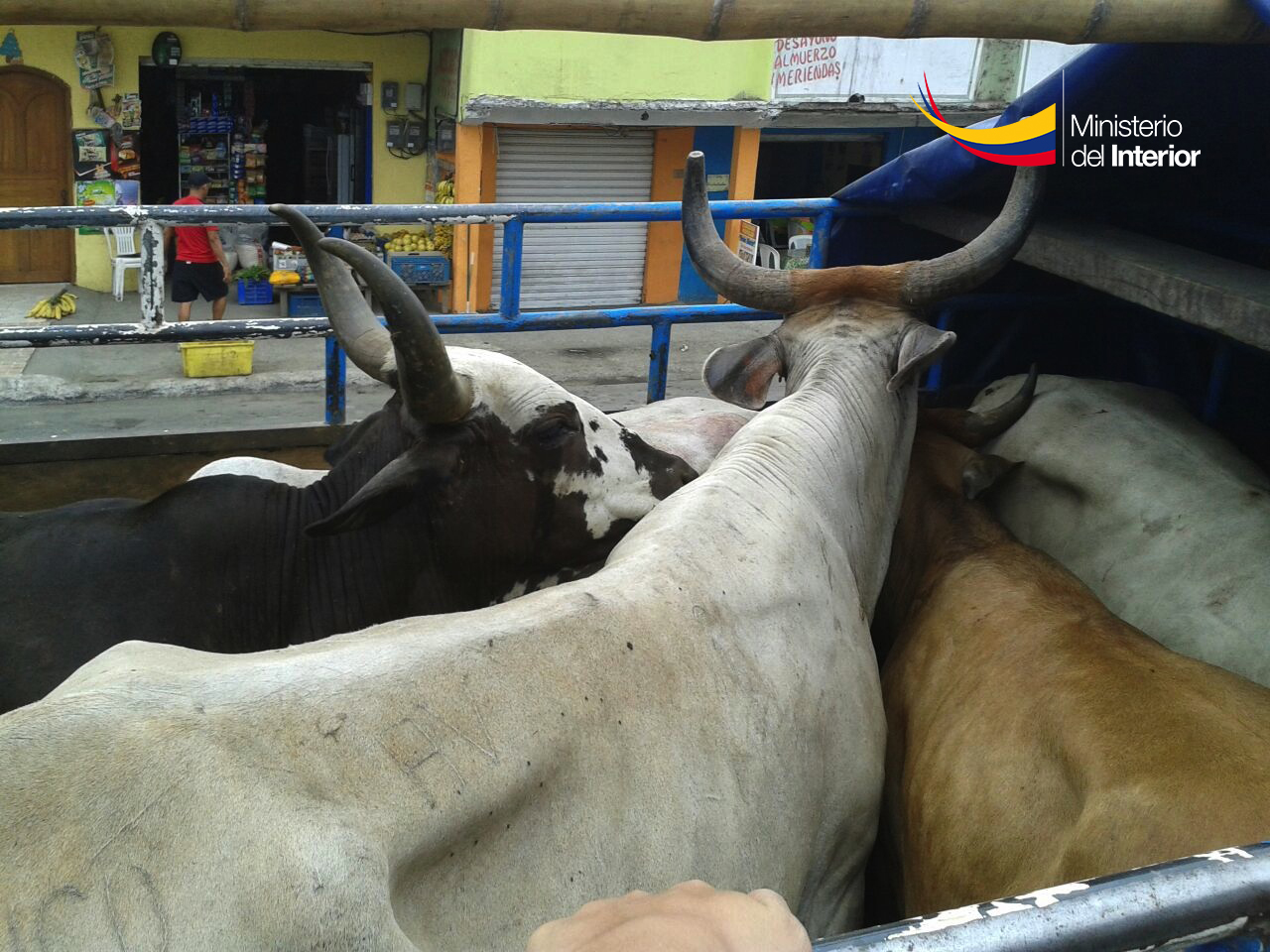 Recupera 17 cabezas  de ganado en Pedernales