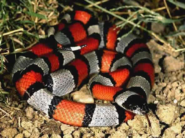 Alerta en Galápagos tras hallar serpiente falsa coral