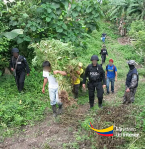La plantaciÃ³n de marihuana fue destruÃ-da y trasladada por la PolicÃ-a Nacional en la parroquia San Isidro del CantÃ³n Sucre