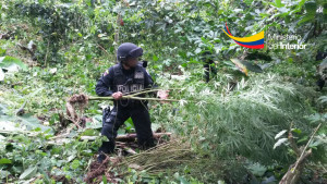 Procedimiento policial durante aprehenciÃ³n de plantas de marihuana en el sector de la parroquia San Isidri en el CantÃ³n Sucre