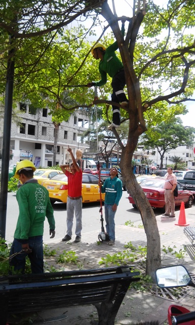 Prevención ante próxima etapa invernal poda de árboles en espacios públicos